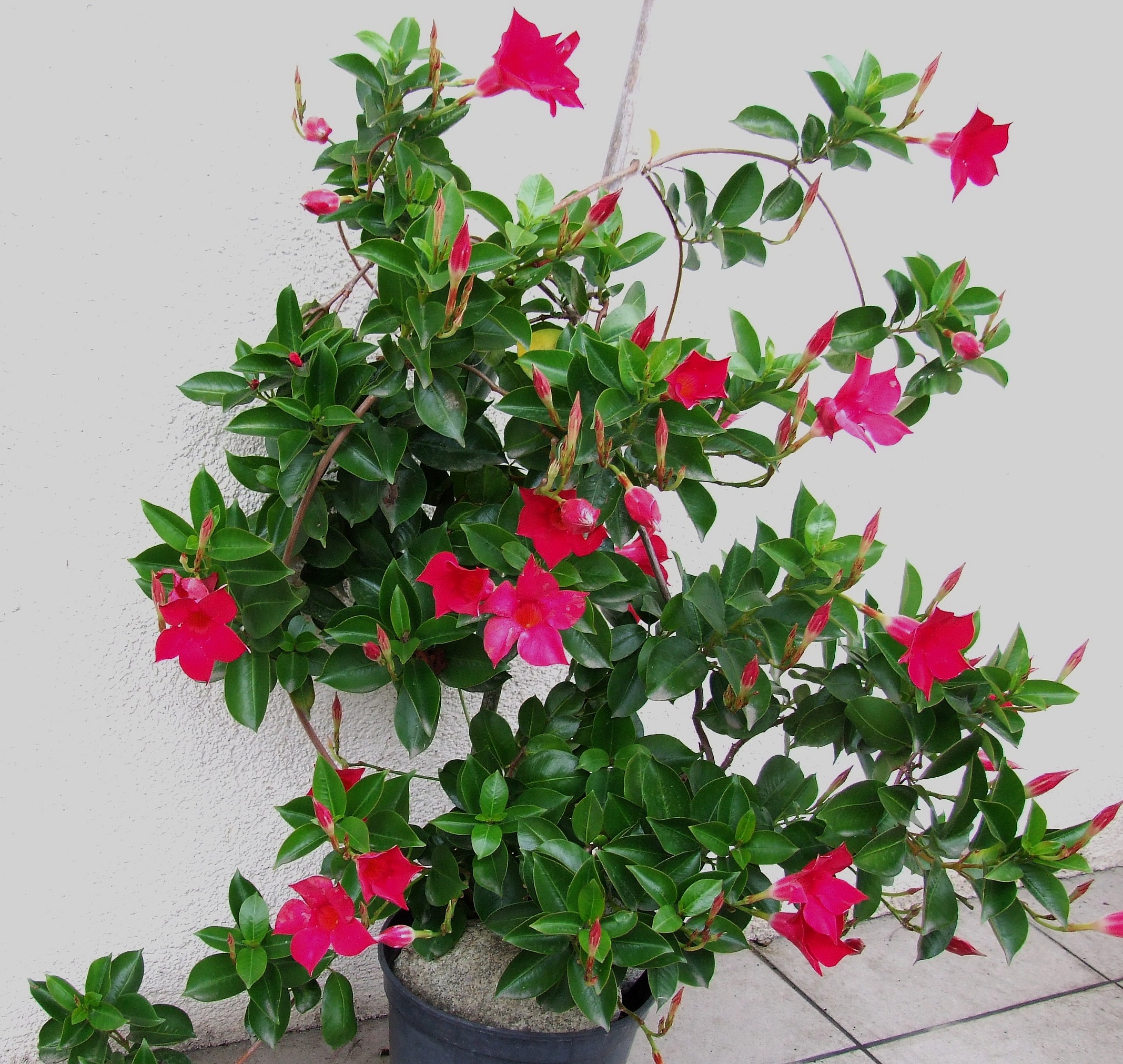 Brazilian jasmine